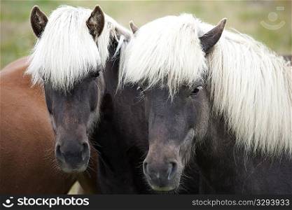 Two brown Icelandic horse with white manes