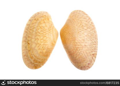 Two brown white seashells isolated on a white background