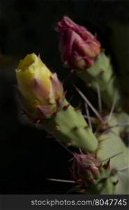 Two buds of prickly pear cactus against dark shadow. Blooms are in different developmental stages. Location is Saguaro National Park in Tucson, Arizona.