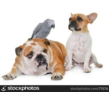 two bulldogs and parrot in front of white background