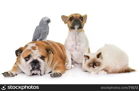 two bulldogs, cat and parrot in front of white background