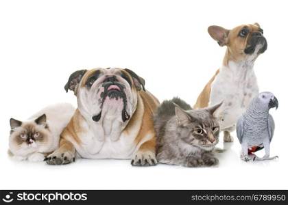 two bulldogs, cats and parrot in front of white background