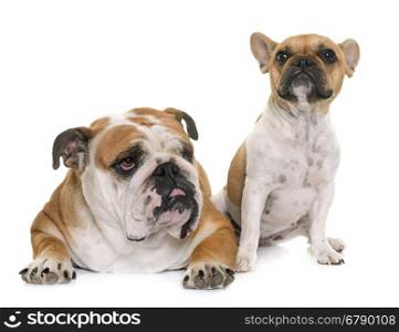 two bulldogs in front of white background