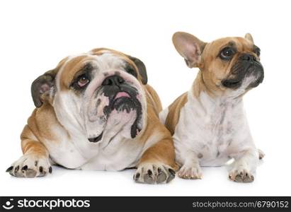 two bulldogs in front of white background