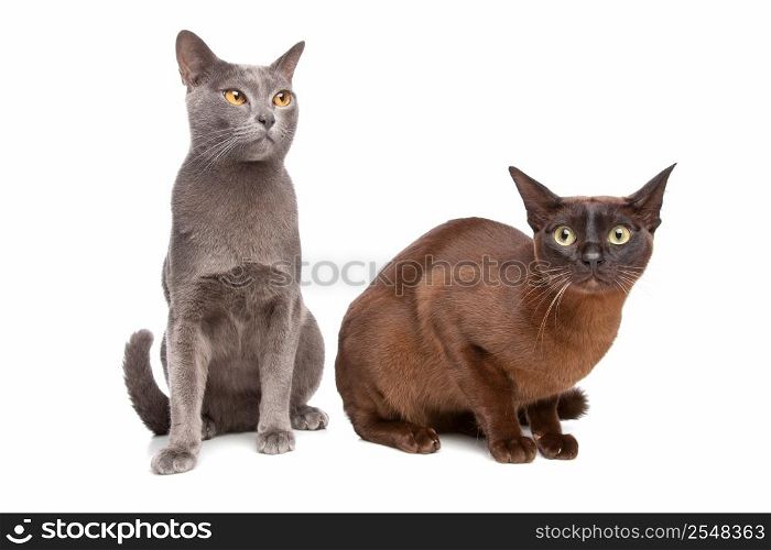 two Burmese cats. two Burmese cats in front of a white background