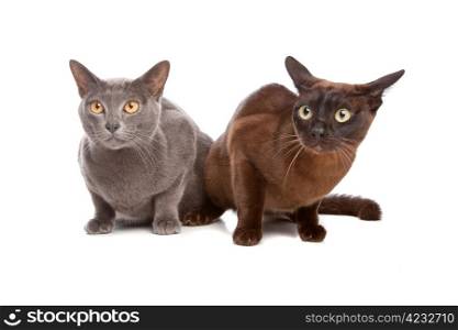 two Burmese cats. two Burmese cats in front of a white background