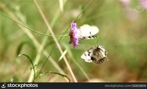 Two butterflies fighting