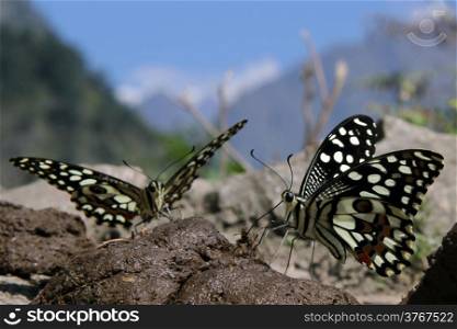 Two butterflies on the manure on the road