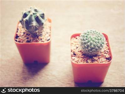 Two cactus for decorated with retro filter effect