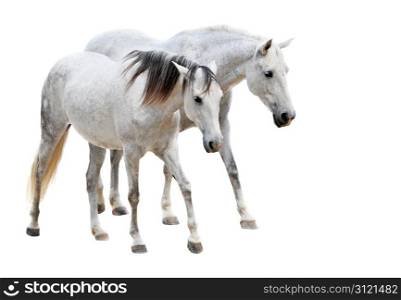 two camargues horses in front of white background