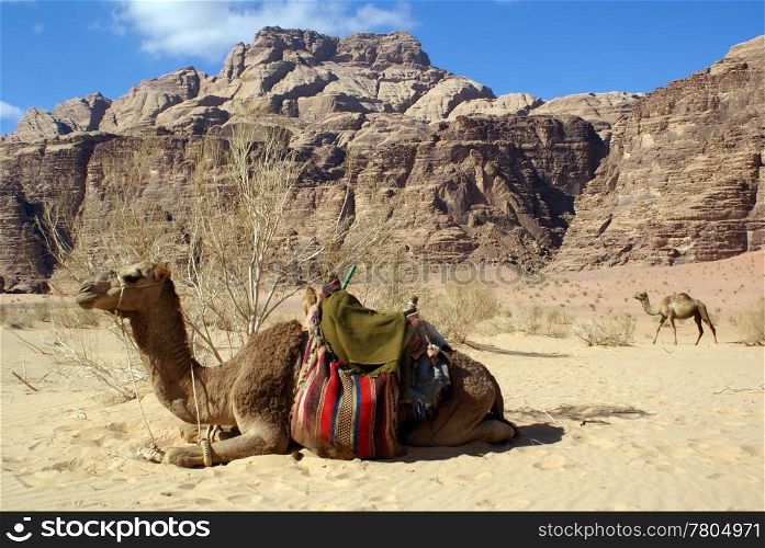 Two camels, bush and mount in Wadi Rum, Jordan