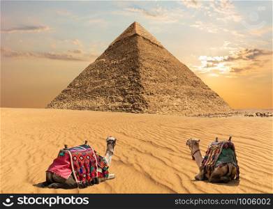 Two camels near the Pyramid of Chephren, Egypt.. Two camels near the Pyramid of Chephren, Egypt