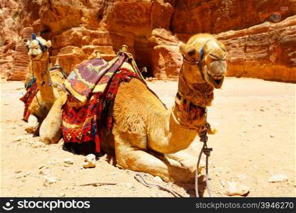 Two camels near Treasury temple at Petra (Al Khazneh), Jordan