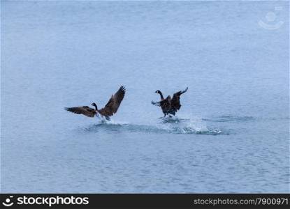 Two Canada geese in mid-flight splashing water while landing.