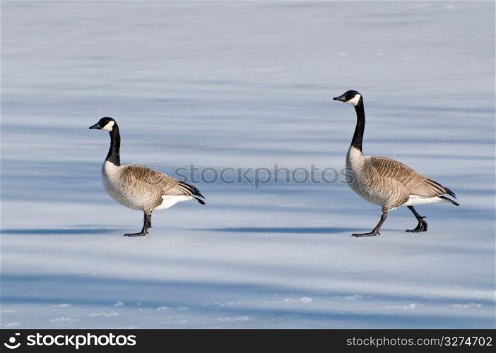 Two Canadian geese walking on frozen lake