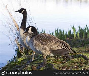 Two Canadian Geese with brush and lake shore line in background
