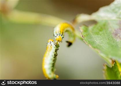 Two caterpillars crawling on a branch. Caterpillars intersecting on a leaf&rsquo;s tail