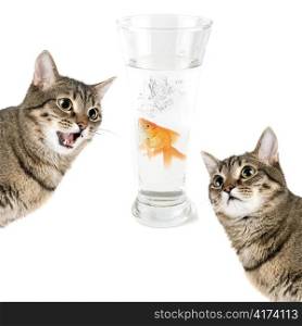 Two cats and gold fish in a bowl isolated on white
