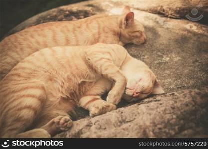 Two cats are sleeping on a rock outside