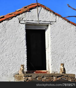 two cats guarding the entrance of a house
