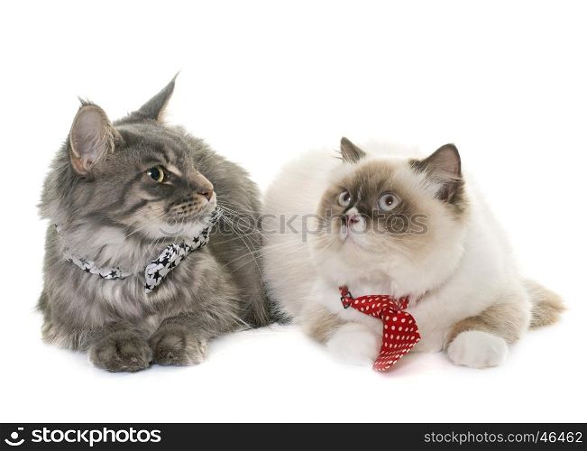 two cats in front of white background