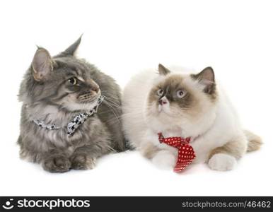 two cats in front of white background