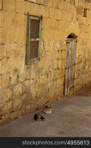 Two cats lying down in an alley in Fontana, Gozo, Malta