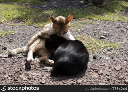 Two cats lying on the ground.