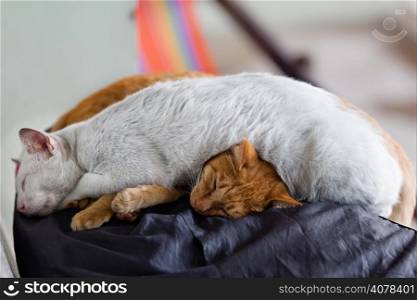Two cats sleeping