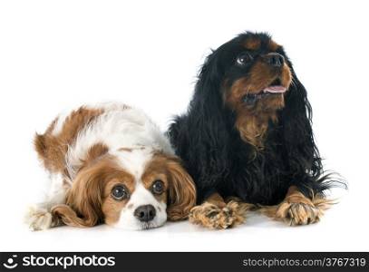two cavalier king charles in front of white background