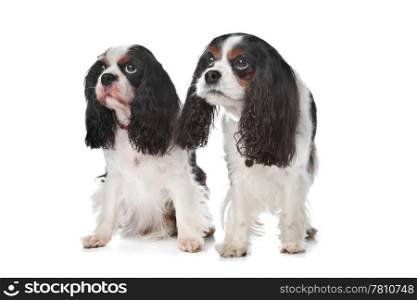 Two Cavalier King Charles Spaniels. Two Cavalier King Charles Spaniels in front of white background