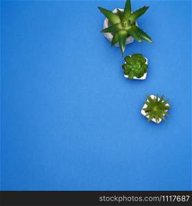 two ceramic pots with plants on a blue background, copy space, top view