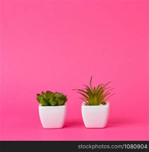 two ceramic pots with plants on a pink background, copy space