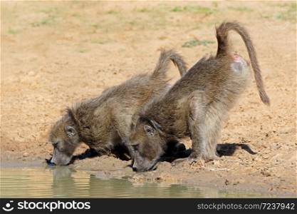 Two chacma baboons (Papio ursinus) drinking water, Mkuze game reserve, South Africa