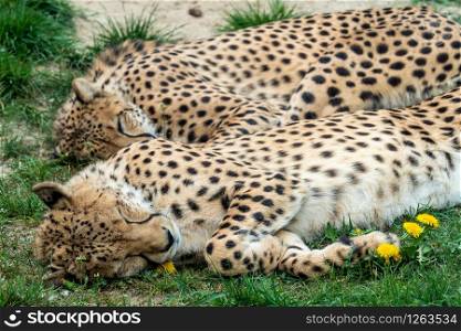 Two Cheetah Cats sleeping in the grass, Acinonyx Jubatus.