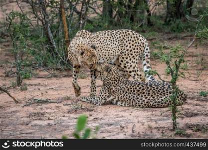Two Cheetahs in the bush in the Kruger National Park, South Africa.