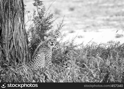 Two Cheetahs in the high grass under a tree in black and white in the Kalagadi Transfrontier Park, South Africa.