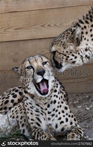 Two cheetahs interact as if one conveys gossip and the other reacts with delicious approval