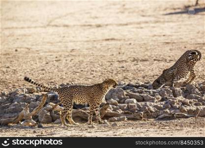 Two Cheetahs one urinating and one drinking at waterhole in Kgalagadi transfrontier park, South Africa   Specie Acinonyx jubatus family of Felidae. Cheetah in Kgalagadi transfrontier park, South Africa
