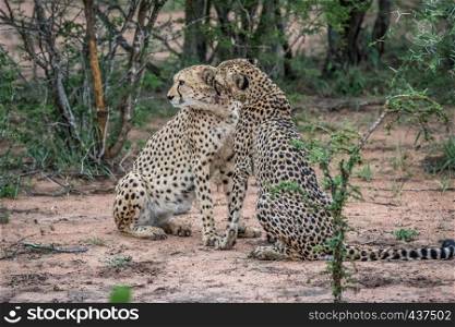 Two Cheetahs sitting in the sand in the Kruger National Park, South Africa.