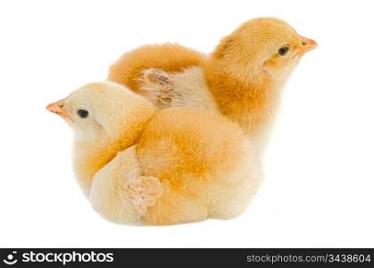 Two chickens a over white background