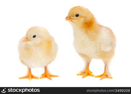 Two chickens a over white background