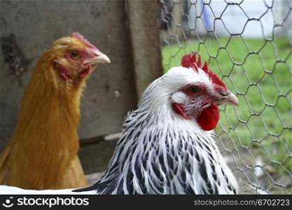 Two chickens look out of wire fence. Looking at camera.