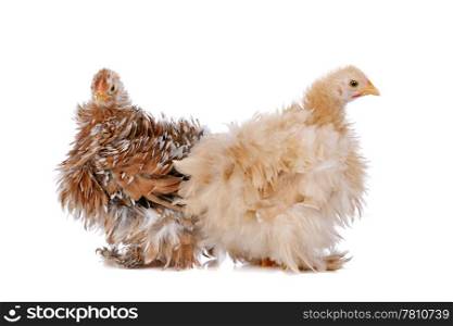 Two chickens. Two chickens in front of a white background