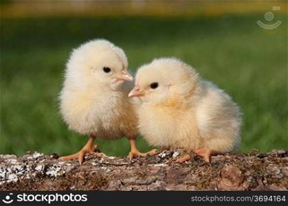 Two chicks on a log