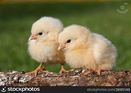 Two chicks on a log