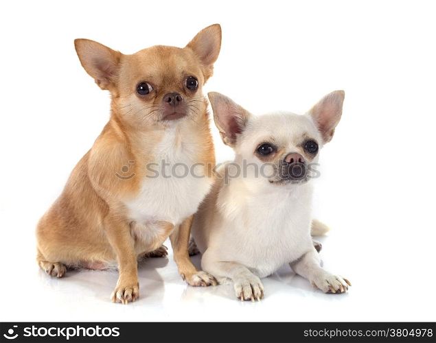 two chihuahua in front of white background
