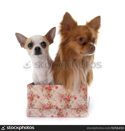 two chihuahua in front of white background