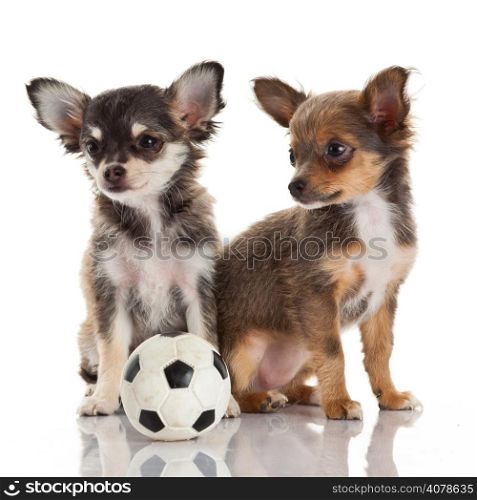Two chihuahua puppies.