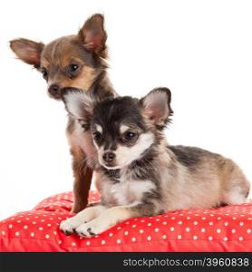 Two Chihuahua Puppy